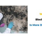 Why Black Mold Is More Dangerous